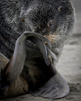 Fur seal