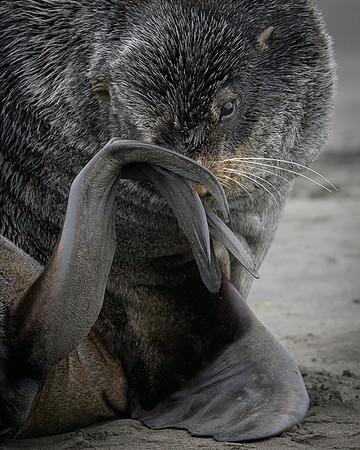 Fur seal