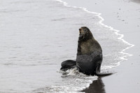 Fur seal