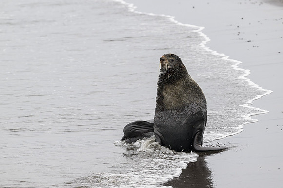 Fur seal