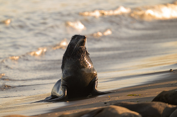 Fur seal