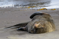 Fur seal