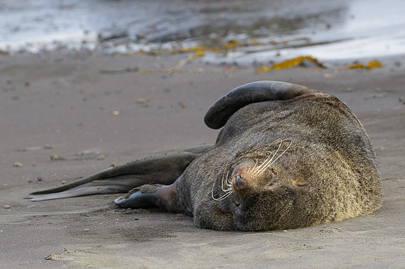 Fur seal