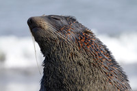 Fur seal