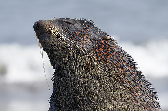 Fur seal