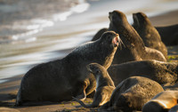 Fur seal