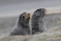 Fur seal