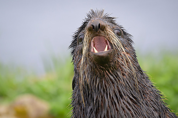 Fur seal