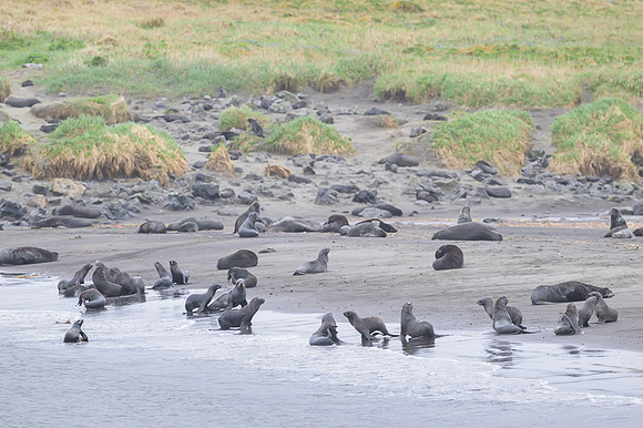 Fur seal