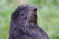 Fur seal