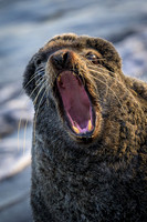 Fur seal
