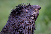 Fur seal