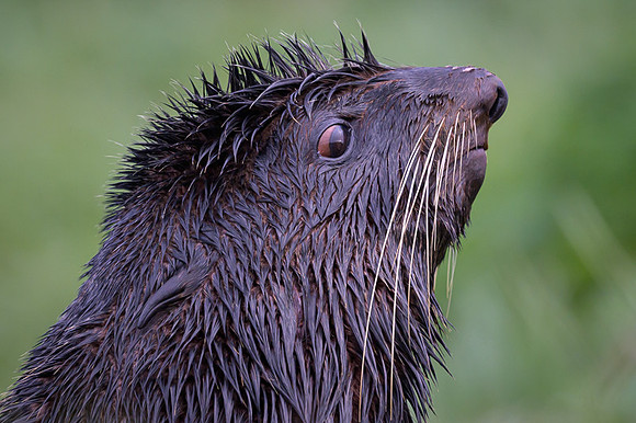 Fur seal