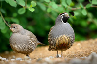 California quail