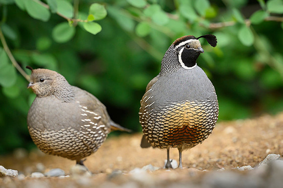 California quail