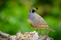 California quail