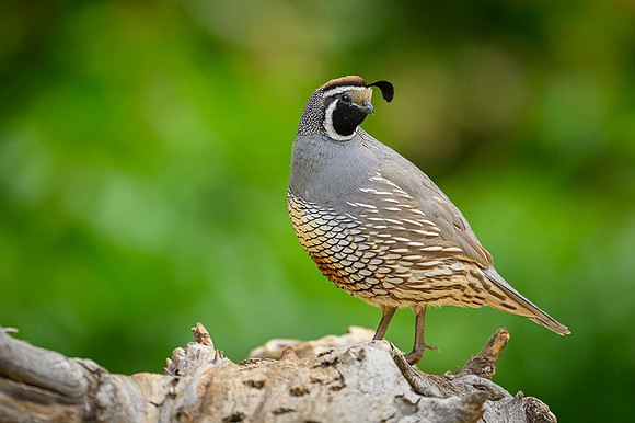 California quail