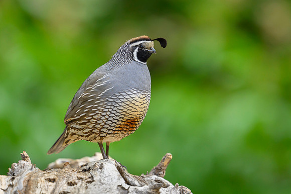 California quail