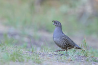California quail