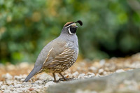 California quail