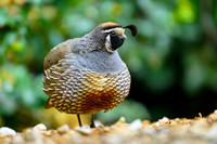 California quail