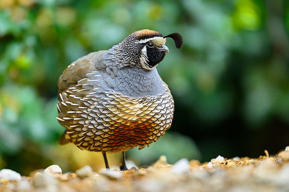 California quail
