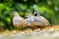 California quail