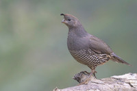 California quail