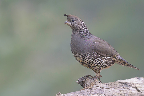 California quail