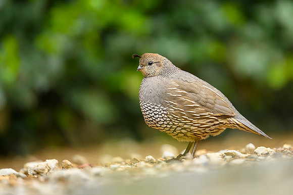 California quail