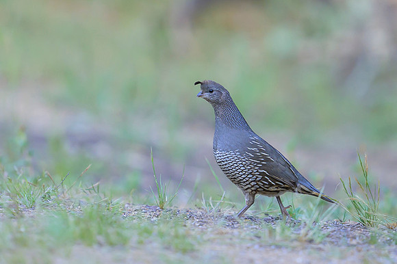 California quail