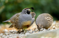 California quail