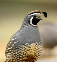 California quail
