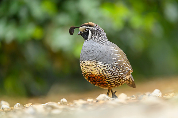 California quail