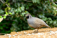 California quail