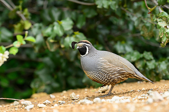 California quail