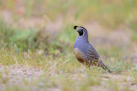 California quail