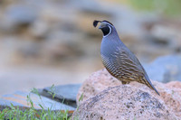 California quail