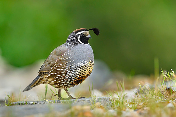 California quail