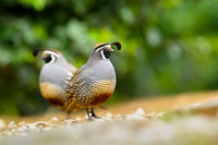 California quail