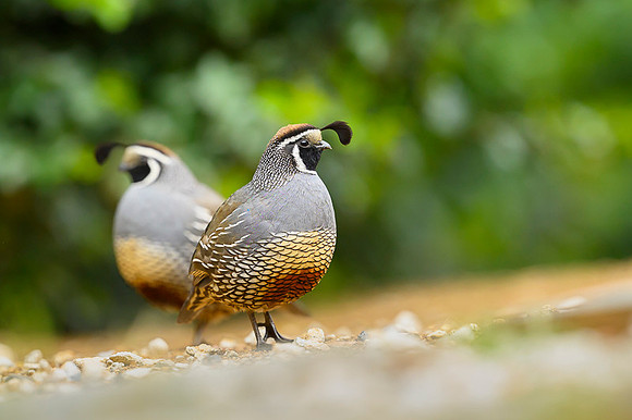 California quail