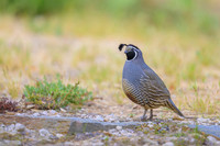 California quail