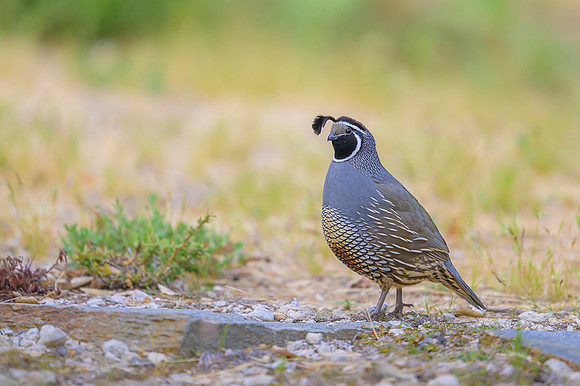 California quail