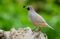 California quail
