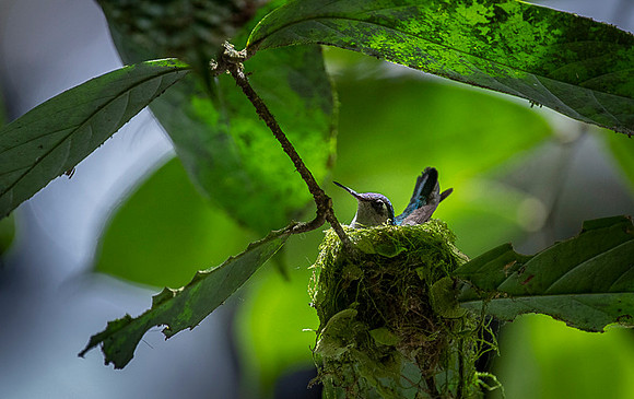 Violet-headed Hummingbird