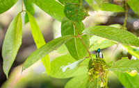 Violet-headed Hummingbird