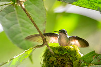 Violet-headed Hummingbird