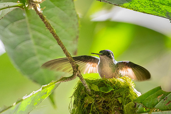 Violet-headed Hummingbird