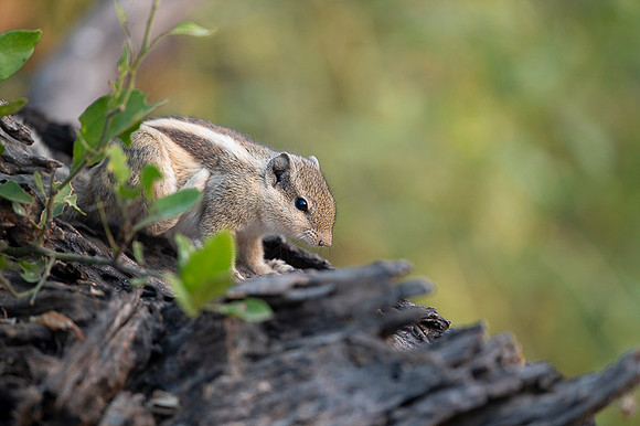 Indian palm squirel