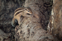 Indian palm squirel
